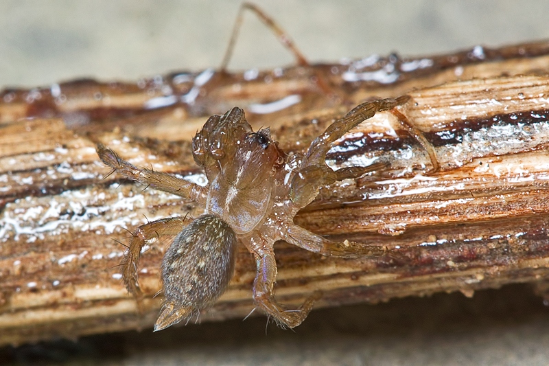 Lycosoides sp.